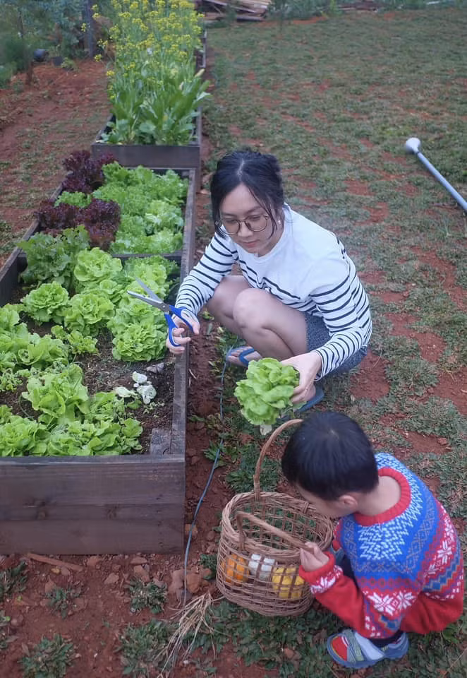 Chị Hồng Anh thường cùng con trai trồng - thu hoạch rau sạch trong vườn, cắm hoa để trang trí cho ngôi nhà.
