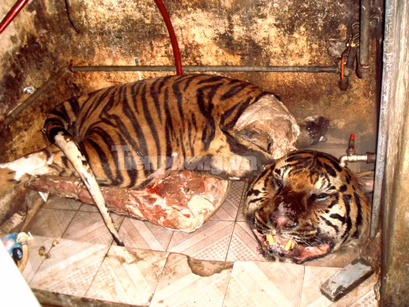 Chiếc đầu và nửa con hổ bị xẻ thịt vứt trên nền đất bẩn. Ảnh: Phạm Tuyên Chiếc đầu và nửa con hổ bị xẻ thịt vứt trên nền đất bẩn. Ảnh: Phạm Tuyên