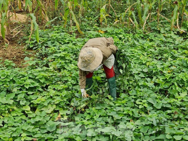 Diện tích đất thực hiện dự án chủ yếu là đất "bờ xôi, ruộng mật" của người dân. Diện tích đất thực hiện dự án chủ yếu là đất "bờ xôi, ruộng mật" của người dân.
