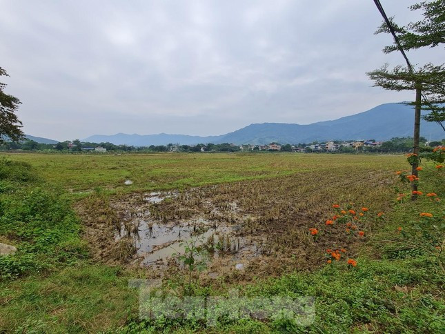 Khu đất nông nghiệp thuộc dự án Khu đô thị Tiến Xuân Sudico bị "treo" 16 năm nay. Khu đất nông nghiệp thuộc dự án Khu đô thị Tiến Xuân Sudico bị "treo" 16 năm nay.