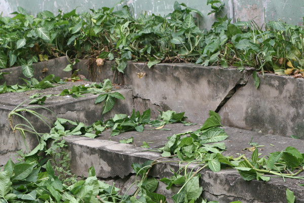 Bồn trồng hoa cũng tan hoang vì nét lẻ