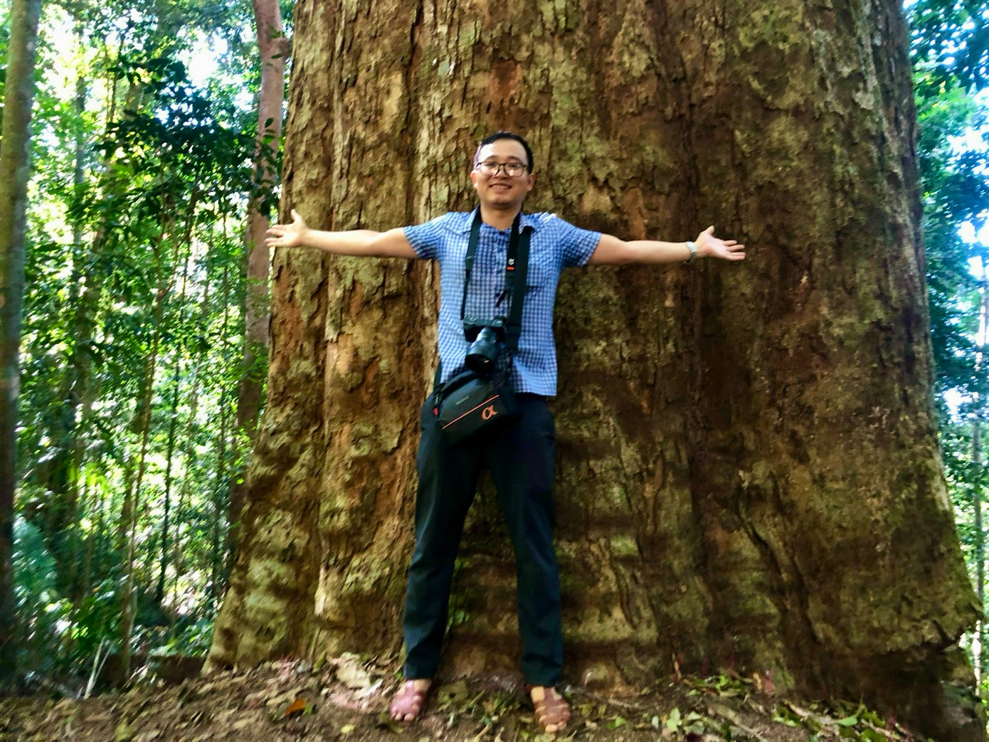 Du khách vượt hàng tiếng đồng hồ trong rừng rậm để tận thấy cây sao hàng trăm năm tuổi.