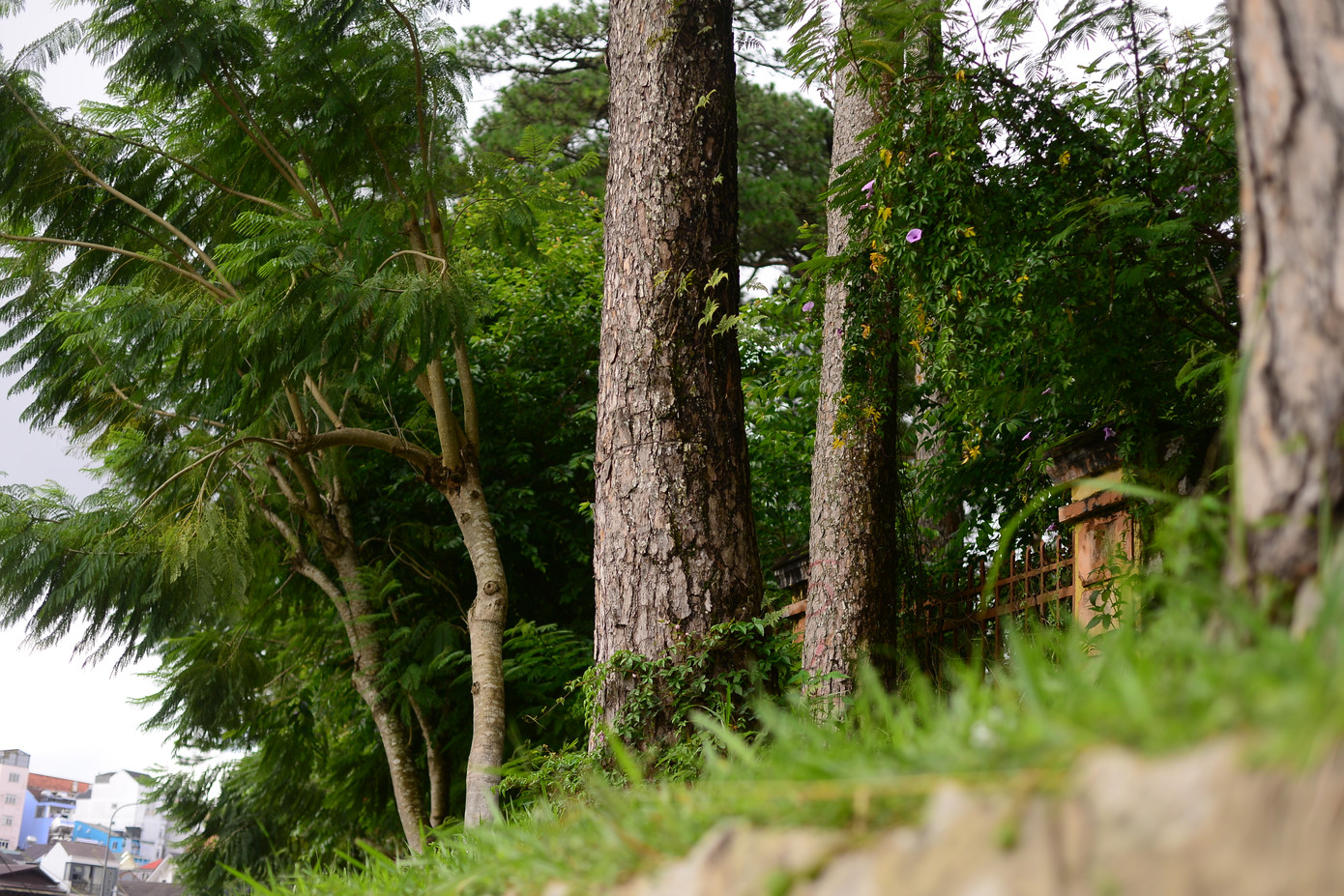 Khi nhận được tin, người dân sống trên đường Hoàng Văn Thụ khá tiếc nuối hàng cây thông ba lá. Bởi loài cây này đã trở thành đặc trưng của thành phố Đà Lạt.