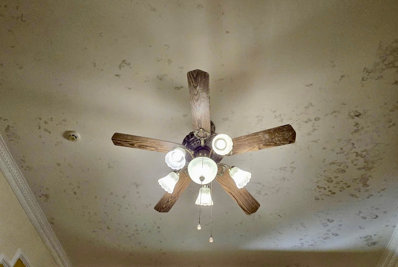 Nhiều tường nhà bị rêu bám mốc, bong tróc.