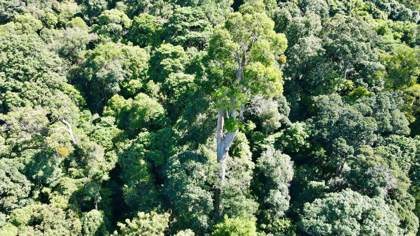 Cây sao cát thuộc làng Đăk Chờ (xã Ngọc Tụ, huyện Đăk Tô) cách TP. Kon Tum khoảng 60km về phía bắc.