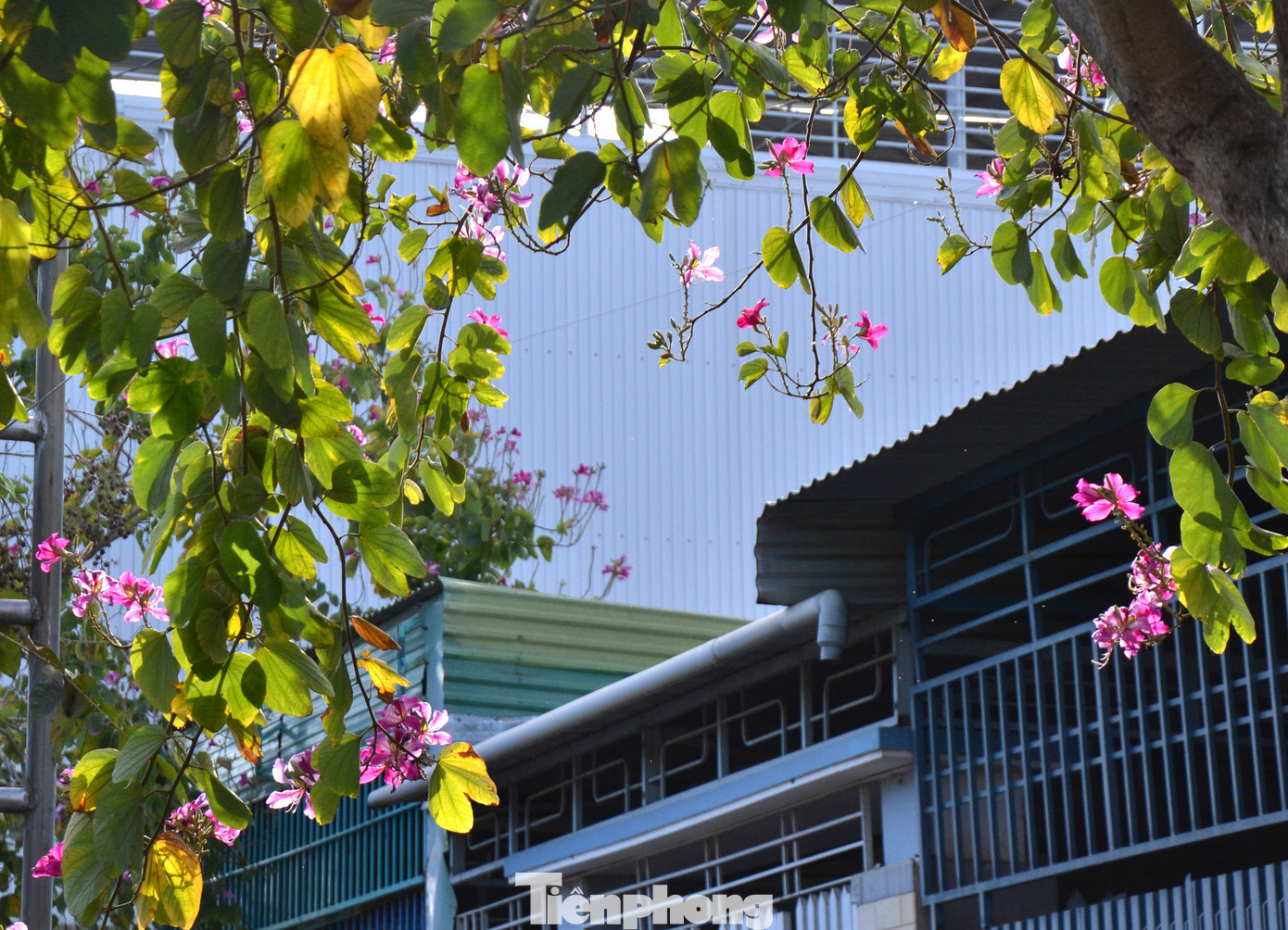 Sắc hoa bên hiên nhà