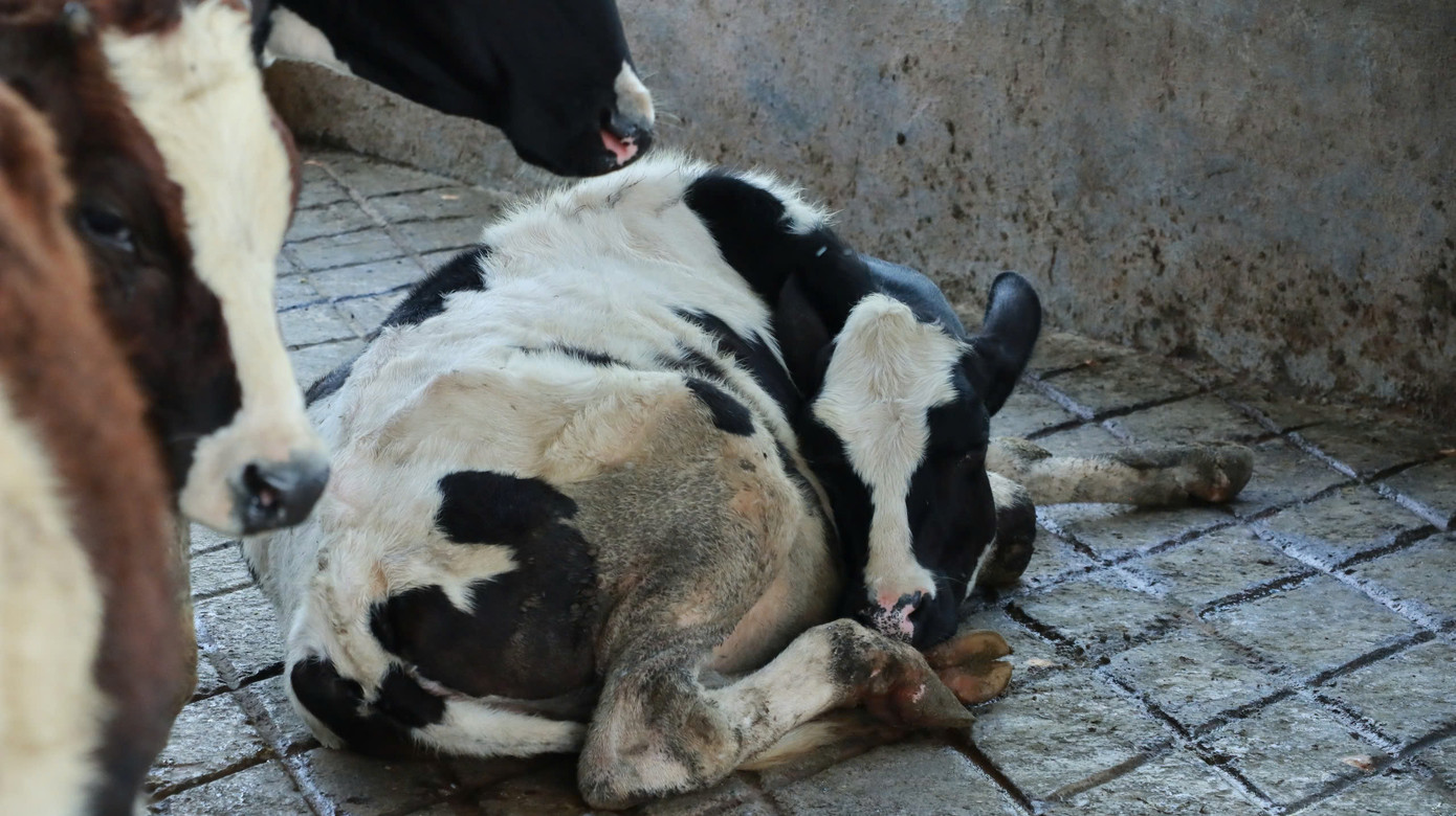 Đàn bò xuất hiện tình trạng tiêu chảy, sốt, rồi chết