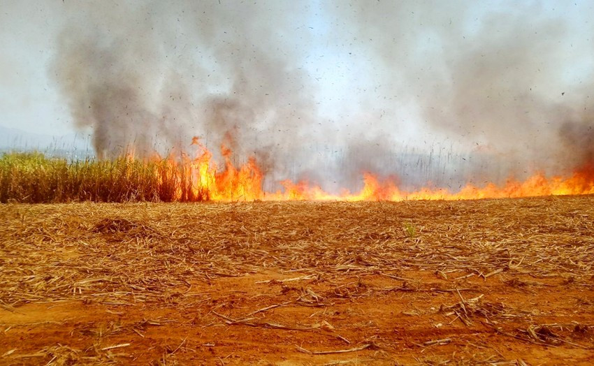 Vụ cháy đã khiến 350 tấn mía của 10 hộ gia đình bị thiêu rụi. Ảnh: CH