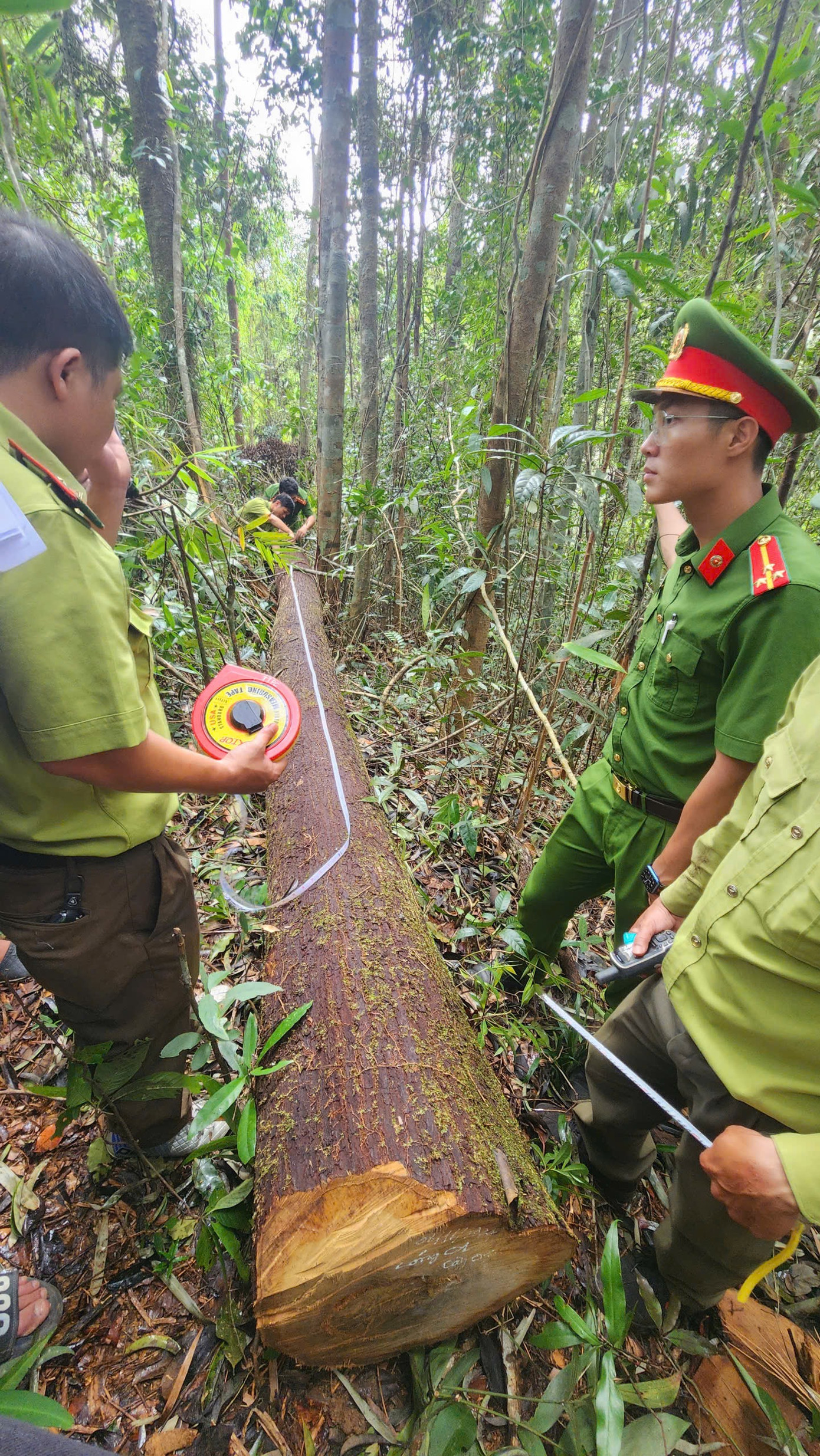 Một cây gỗ bị chặt có đường kính gốc hơn 1,3m và cao gần 30m, ước tính cả trăm năm tuổi Một cây gỗ bị chặt có đường kính gốc hơn 1,3m và cao gần 30m, ước tính cả trăm năm tuổi