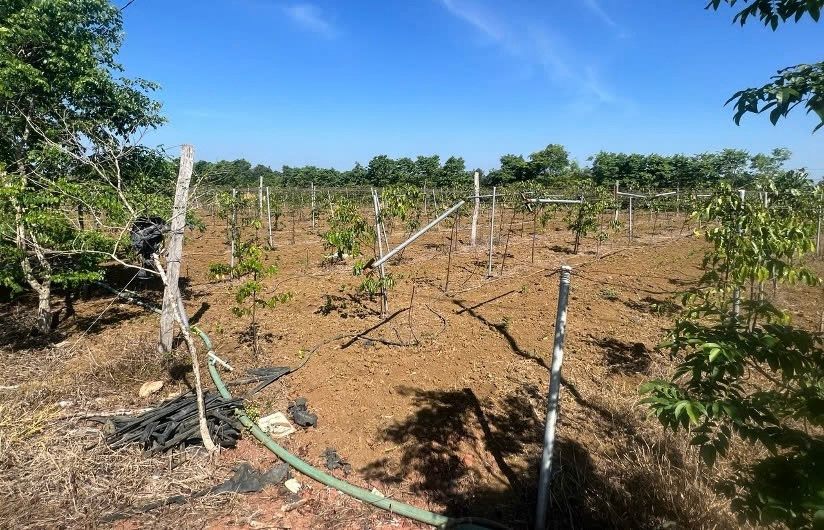 Cơ quan điều tra đang tập trung làm rõ sai phạm về đất đai tại Cty CP Chè Minh Rồng