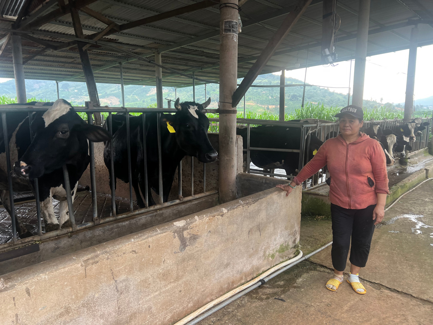 Người dân bất lực nhìn đàn bò sữa đổ bệnh rồi chết dần