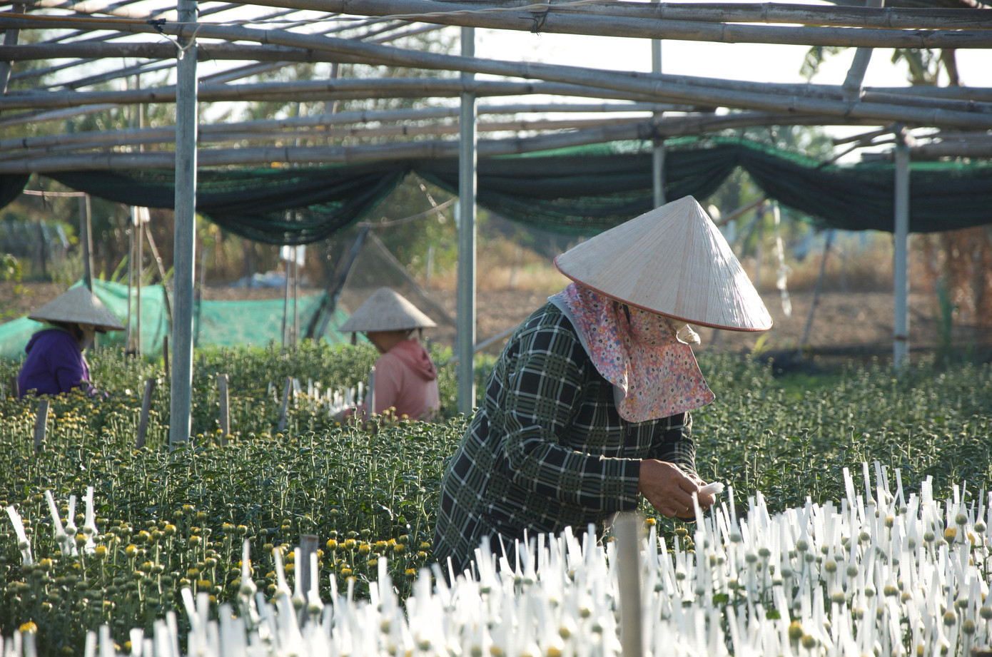 Ghi nhận tại phường Nguyễn Trãi (TP.Kon Tum, tỉnh Kon Tum), trung bình một vườn lớn luôn có hàng chục người lao động tham gia công việc ngắt nụ hoa cúc.