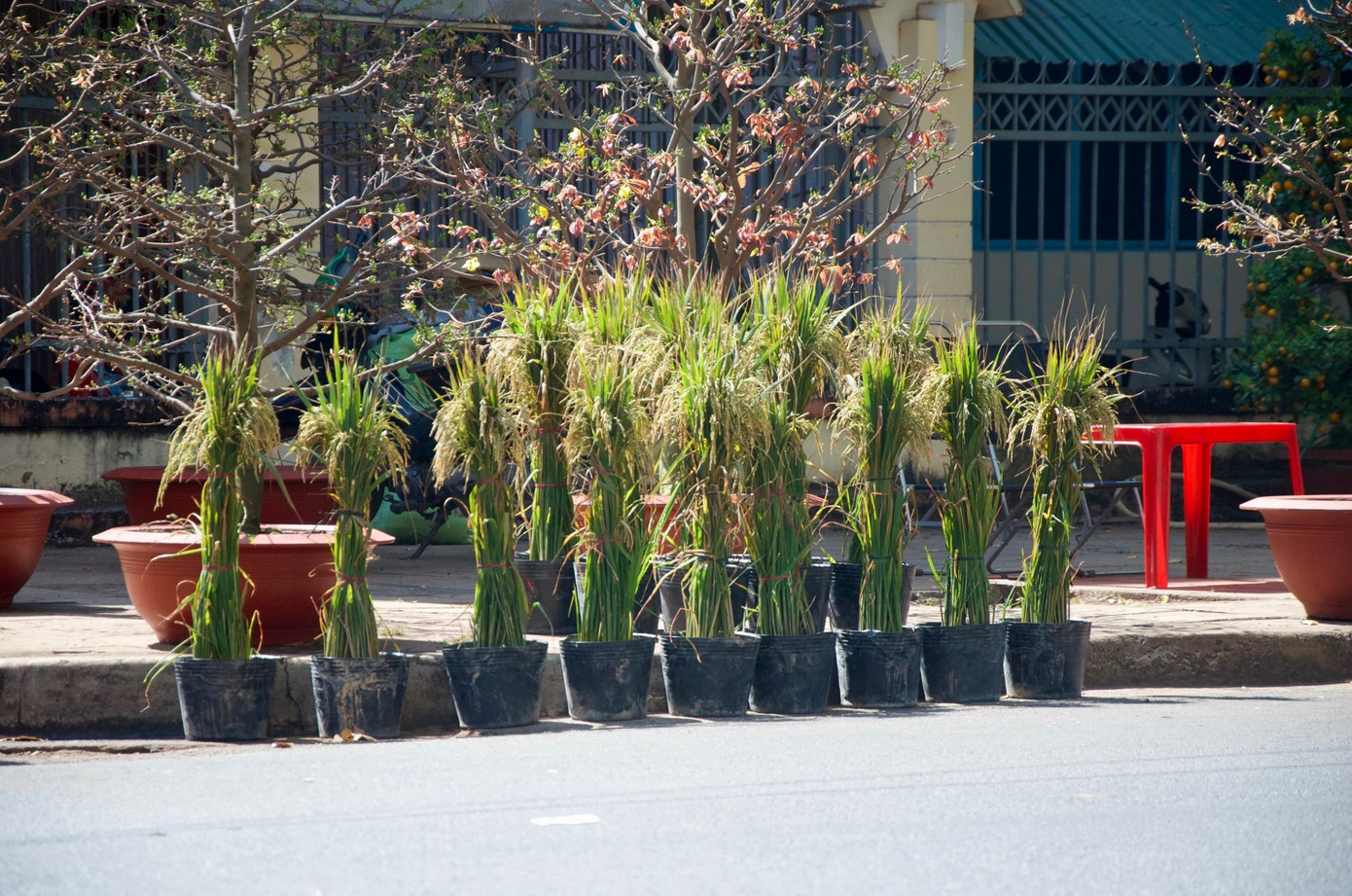 Đáng chú ý, tại một điểm bán hoa ở TP Buôn Ma Thuột xuất hiện những chậu lúa chín vàng bày bán dịp cận Tết.