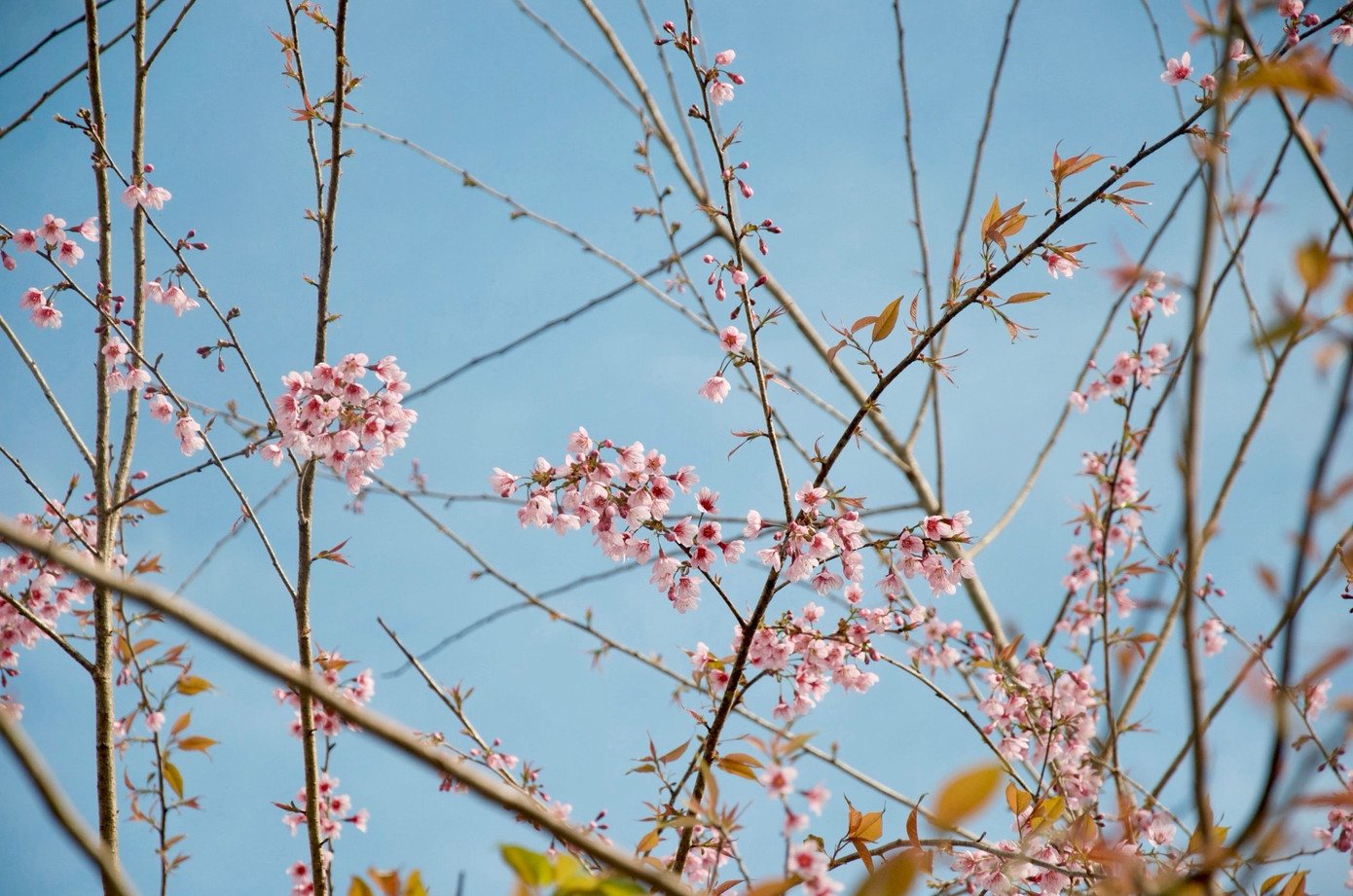 Theo người dân, thời tiết mát mẻ, hoa đào sẽ giữ được sắc hồng tươi thắm gần một tháng. Măng Đen hứa hẹn một mùa hoa đào rực rỡ.