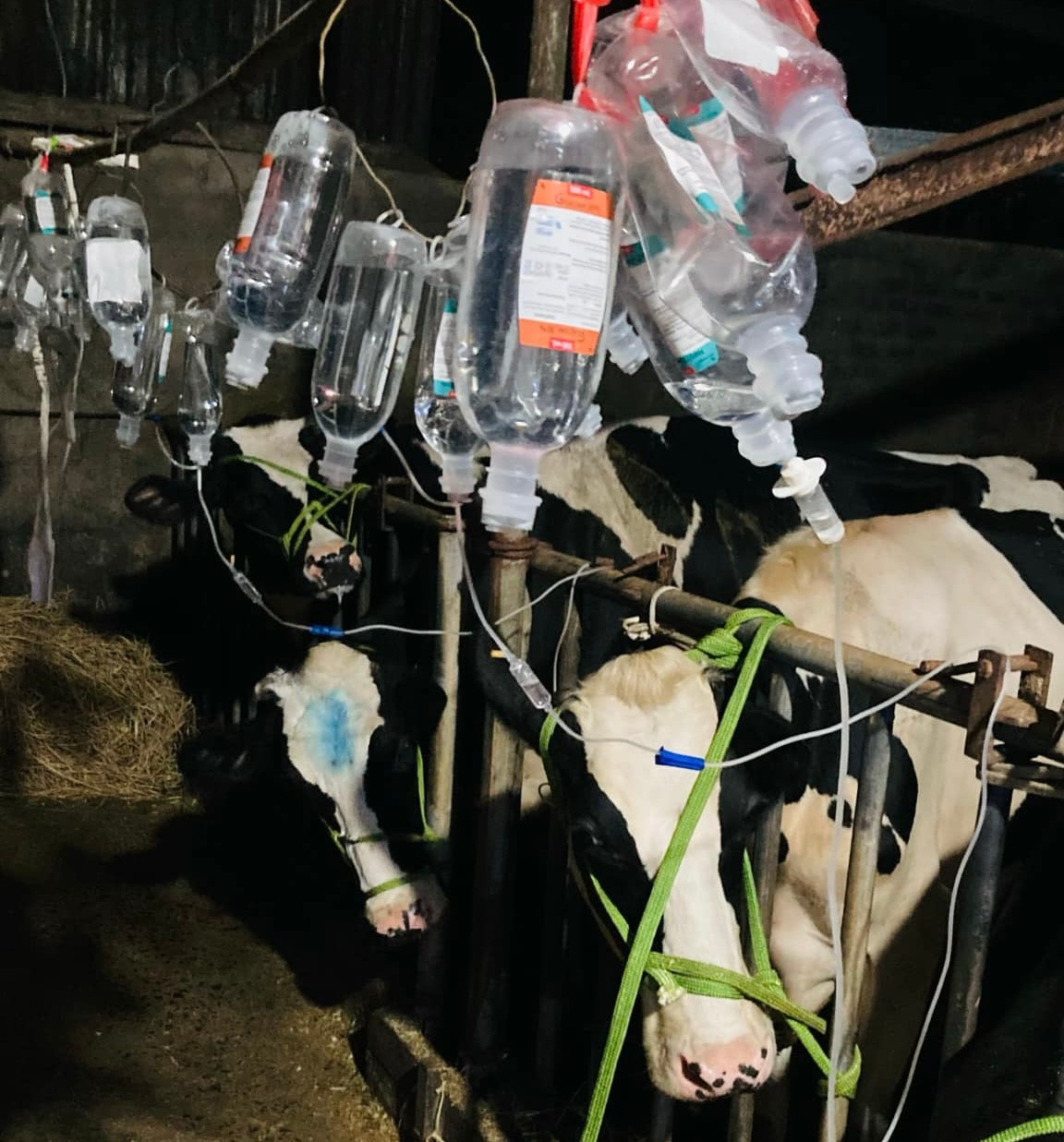 Người dân truyền thuốc để tăng sức đề kháng cho bò