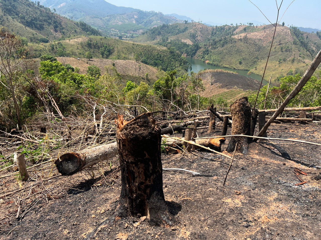 Nhiều cây có đường kính hơn 50cm cũng bị chặt hạ, đốt gốc phi tang