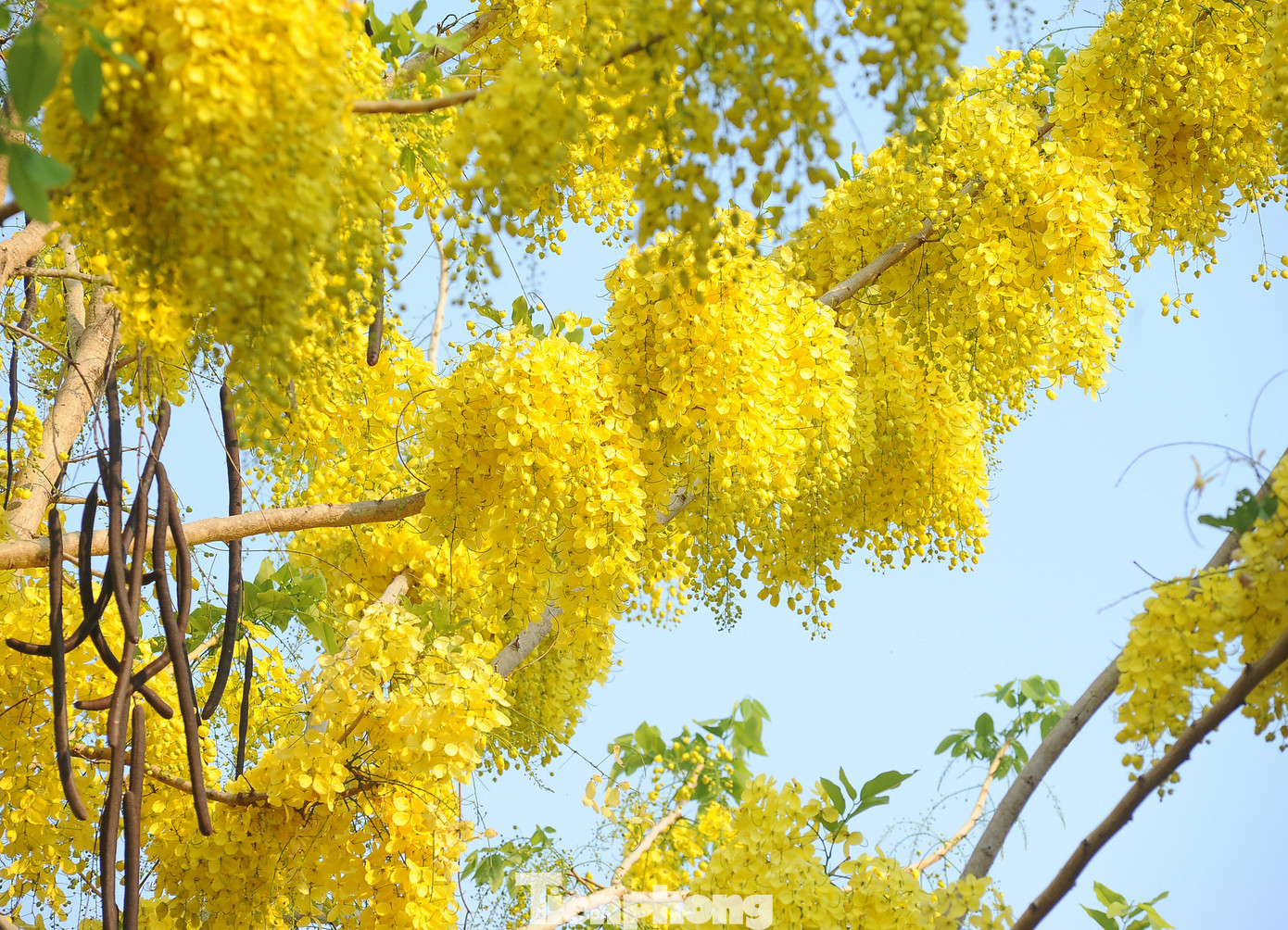 Khi nở rộ, muồng Hoàng Yến cực kỳ sai hoa và có màu vàng tươi rất bắt mắt.