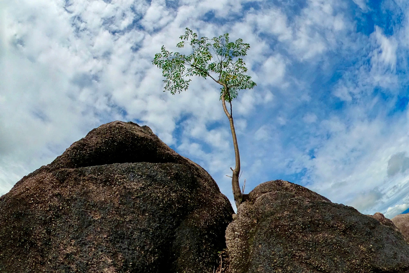 Núi Chư Hreng hiện còn khoảng 20 héc-ta diện tích rừng nguyên sinh; 15 héc-ta mọc tập trung; gần 5 héc-ta rải rác và khoảng 1.000 héc ta còn lại rừng tái sinh.