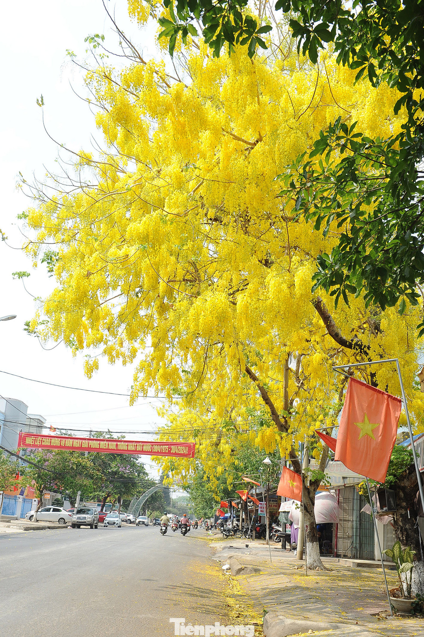 Cây có hoa đẹp, tán rộng, mọc nhanh, không cao quá và có rễ ngang, bám chắc nên Hoàng Yến được trồng làm đẹp cảnh quan đường phố.