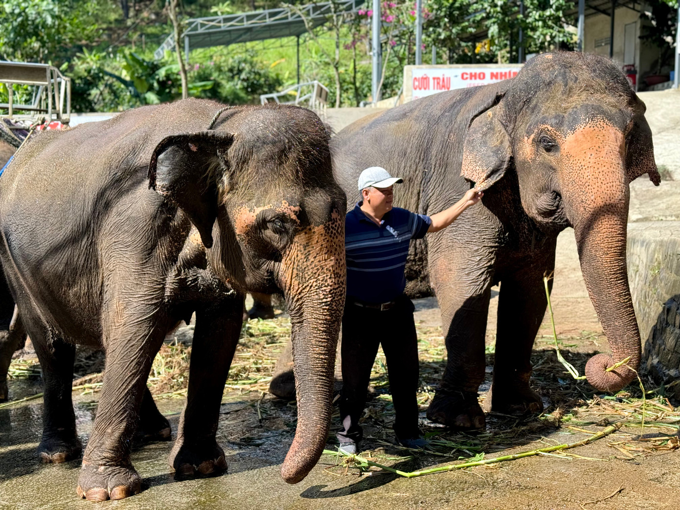 Đặc biệt, vườn thú của ông Đại có 7 con voi là một trong những đàn voi thuần dưỡng lớn nhất cả nước thuộc về một cá nhân sở hữu.