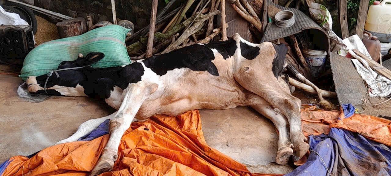 Đến nay, nhiều con bò sữa vẫn chết sau khi khỏi bệnh. Đến nay, nhiều con bò sữa vẫn chết sau khi khỏi bệnh.