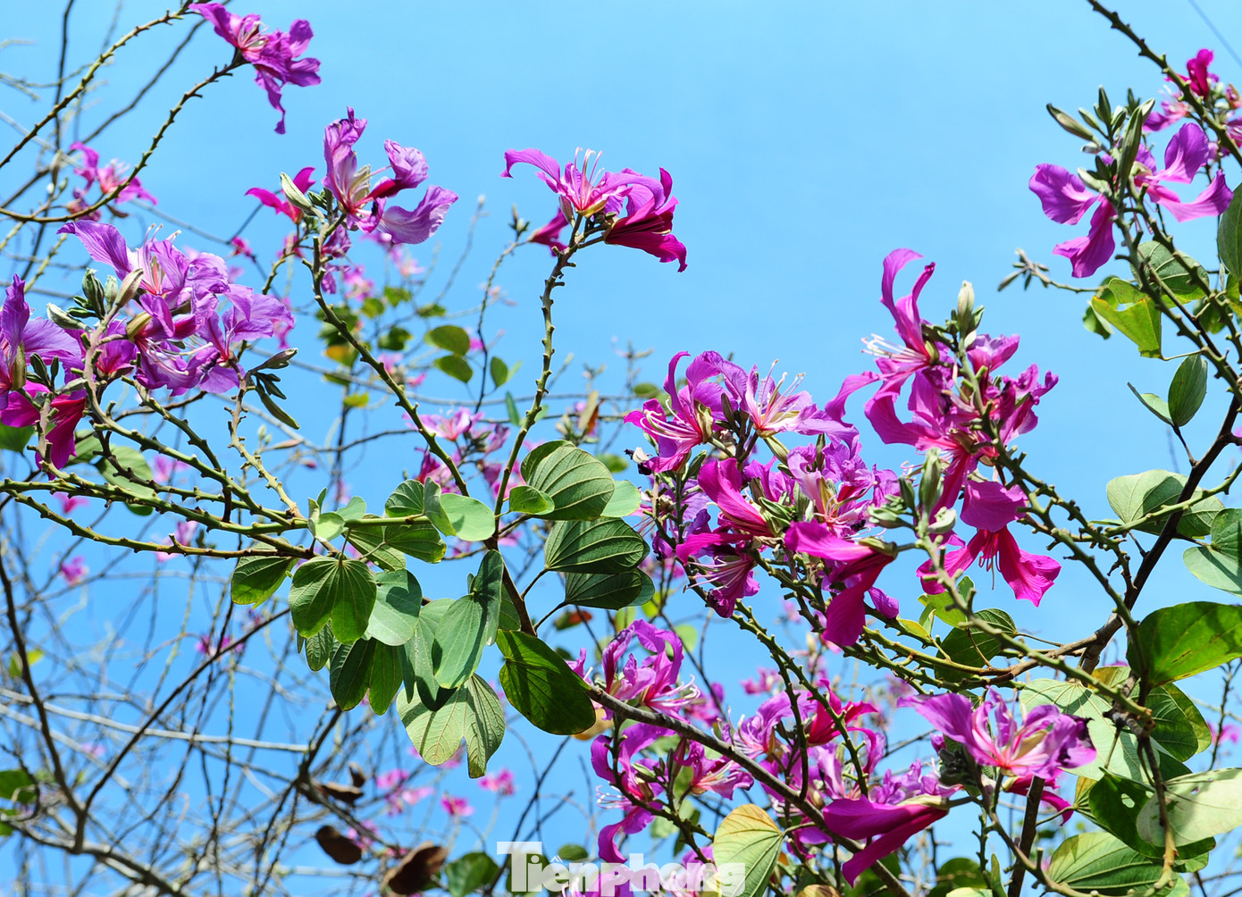 Sắc tím của hoa ban vào mùa khiến nhiều người xao xuyến bởi khung cảnh nên thơ.