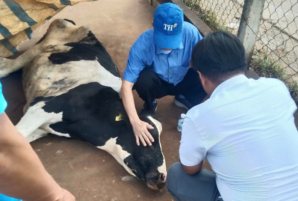 Gần 200 con bò sữa mắc bệnh đang được theo dõi, điều trị