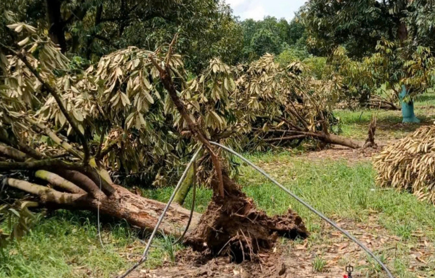 Người dân đau xót khi nhiều cây sầu riêng bật gốc nằm nghiêng ngả