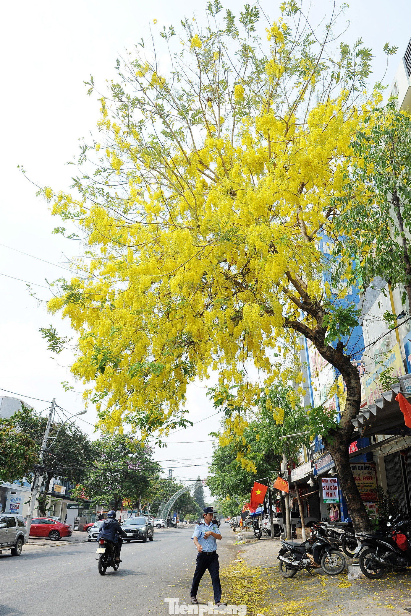Hoa Hoàng Yến trong những ngày đầu hè càng đẹp hơn cho các tuyến phố vì màu sắc vàng óng ả.