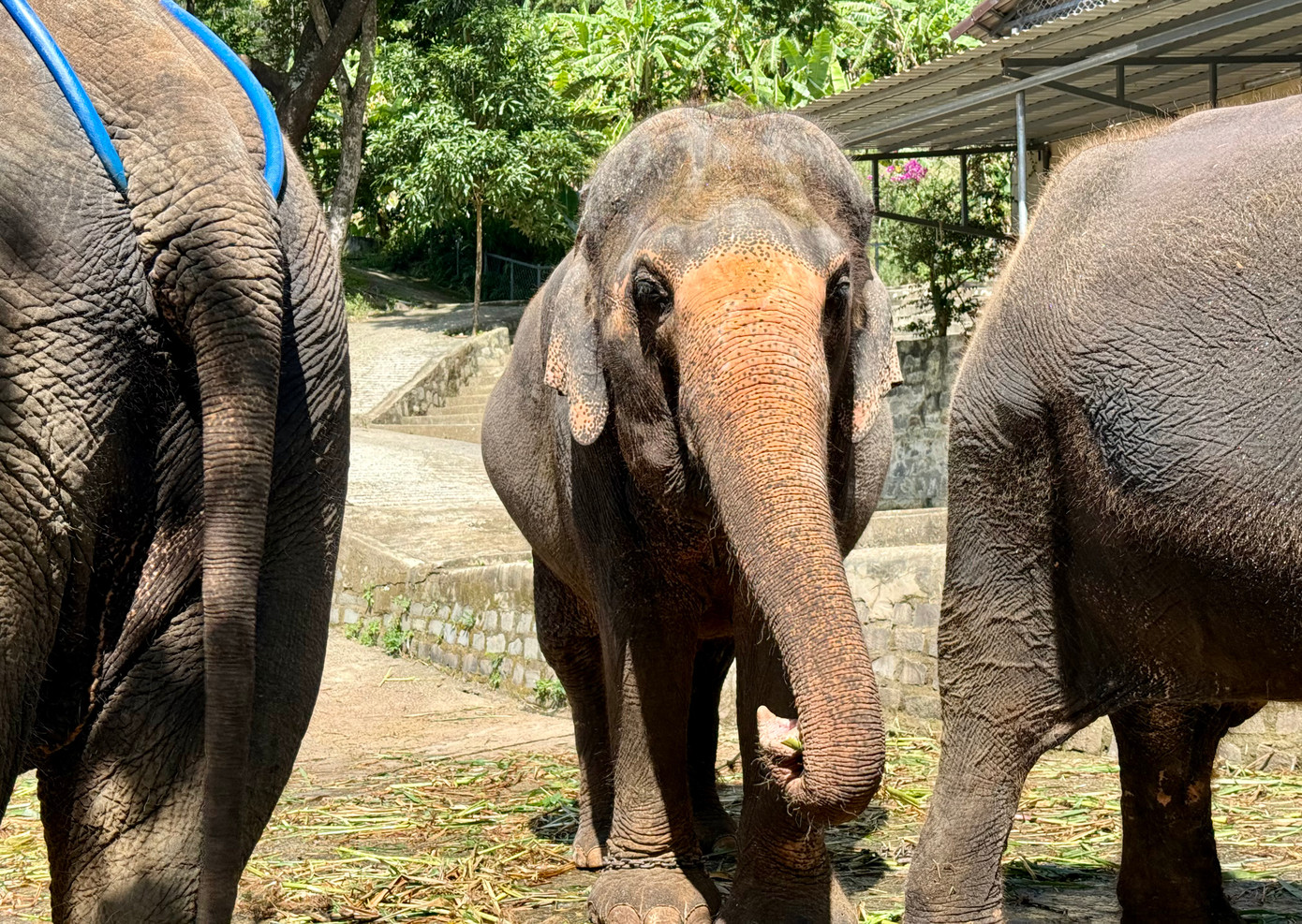 Trong đó, có một chú voi tên Bắc On (ở giữa) bị ảnh hưởng bởi chất kích thích được ông Đại cứu năm 2005. Mất 2 năm chạy chữa, giờ đây, chú voi Bắc On đang phát triển tốt.