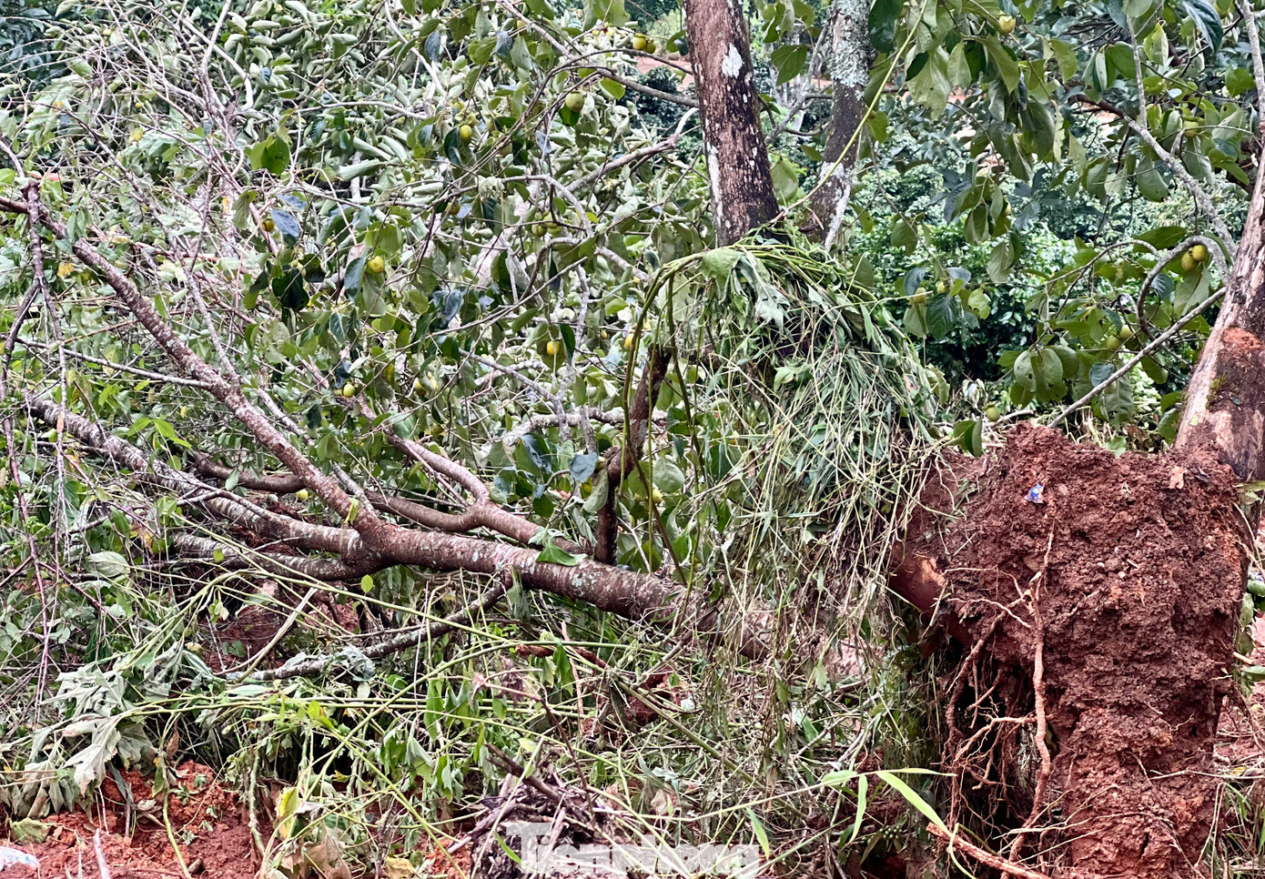 Nhiều cây hồng của người dân đang trong mùa thu hoạch bị đất đá đè gãy đổ.