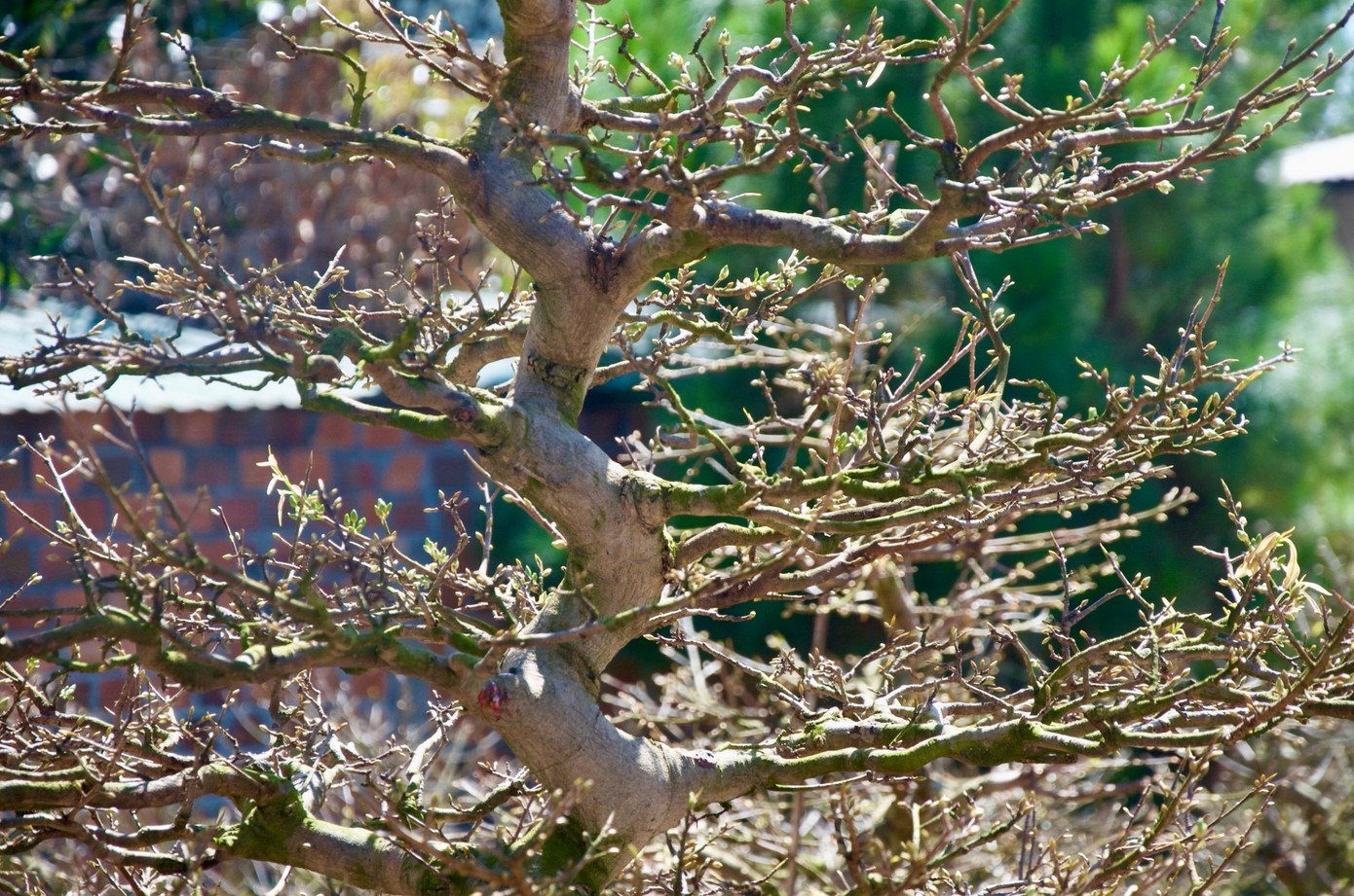 Những cành, chi xung quanh là những đám mây vàng vây quanh thân rồng