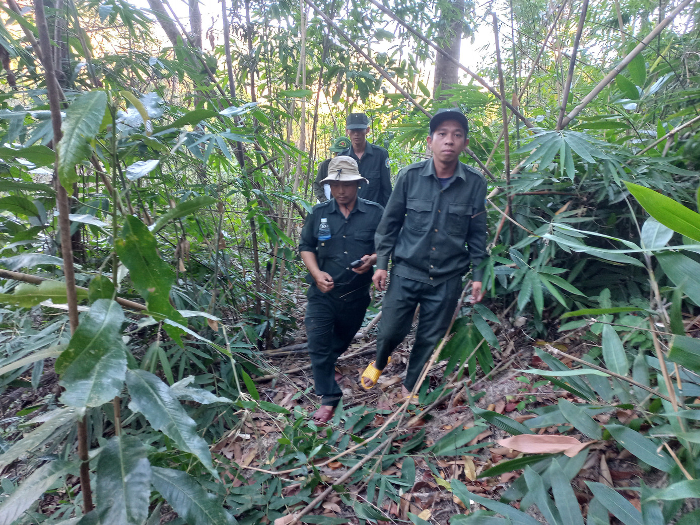Lực lượng bảo vệ rừng len lỏi vào những cánh rừng để tuần tra. Lực lượng bảo vệ rừng len lỏi vào những cánh rừng để tuần tra.