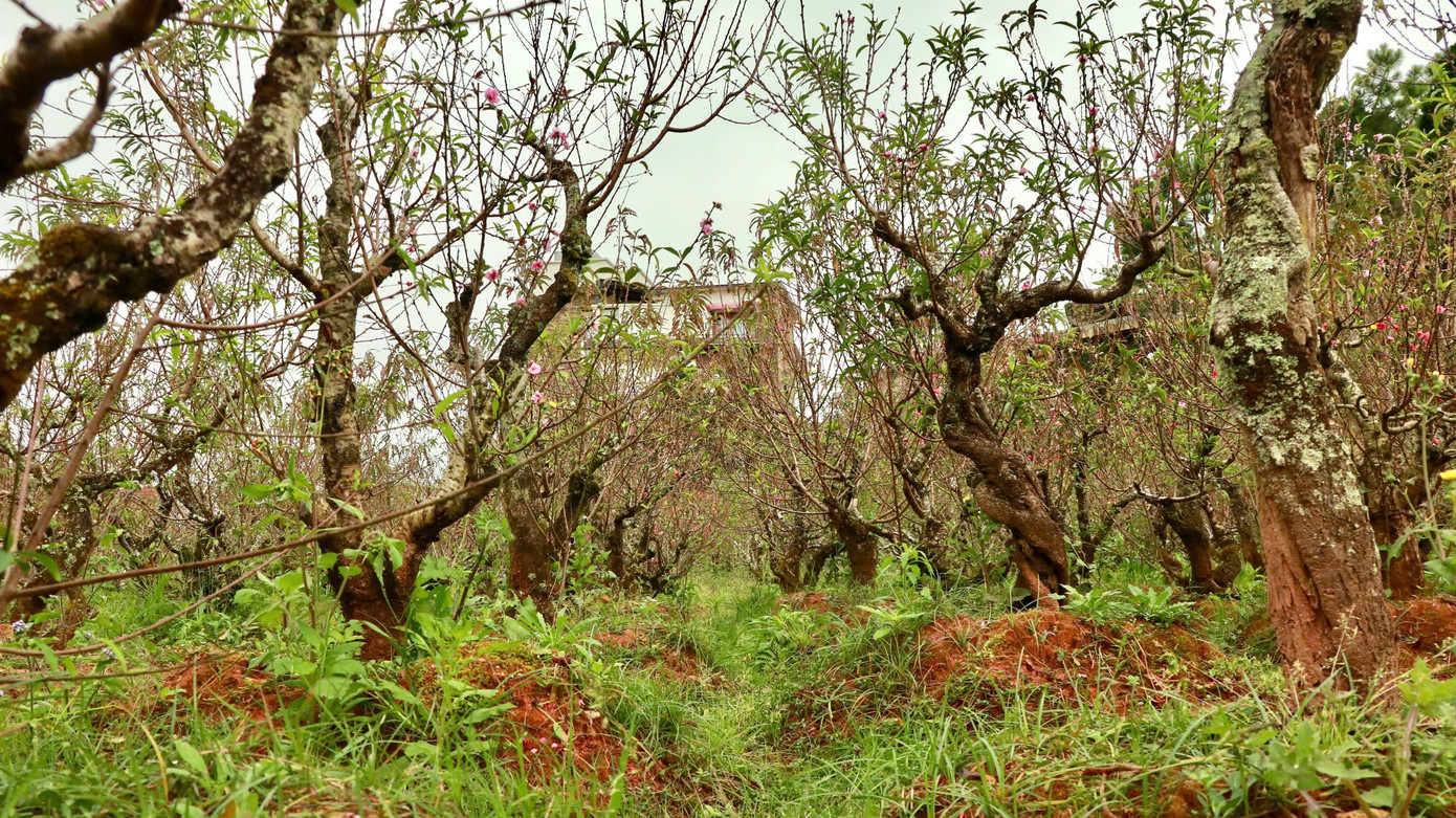 Vườn có khoảng 700 cây, độ tuổi từ 10-30 năm.