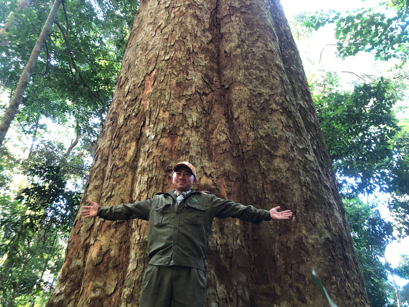 Cây sao có đường kính hơn 4m, cao 35m; hơn 10 người lớn mới ôm hết thân cây.