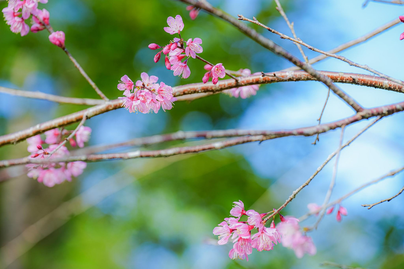 Những bông hoa mai anh đào đầu tiên nở tại Măng Đen