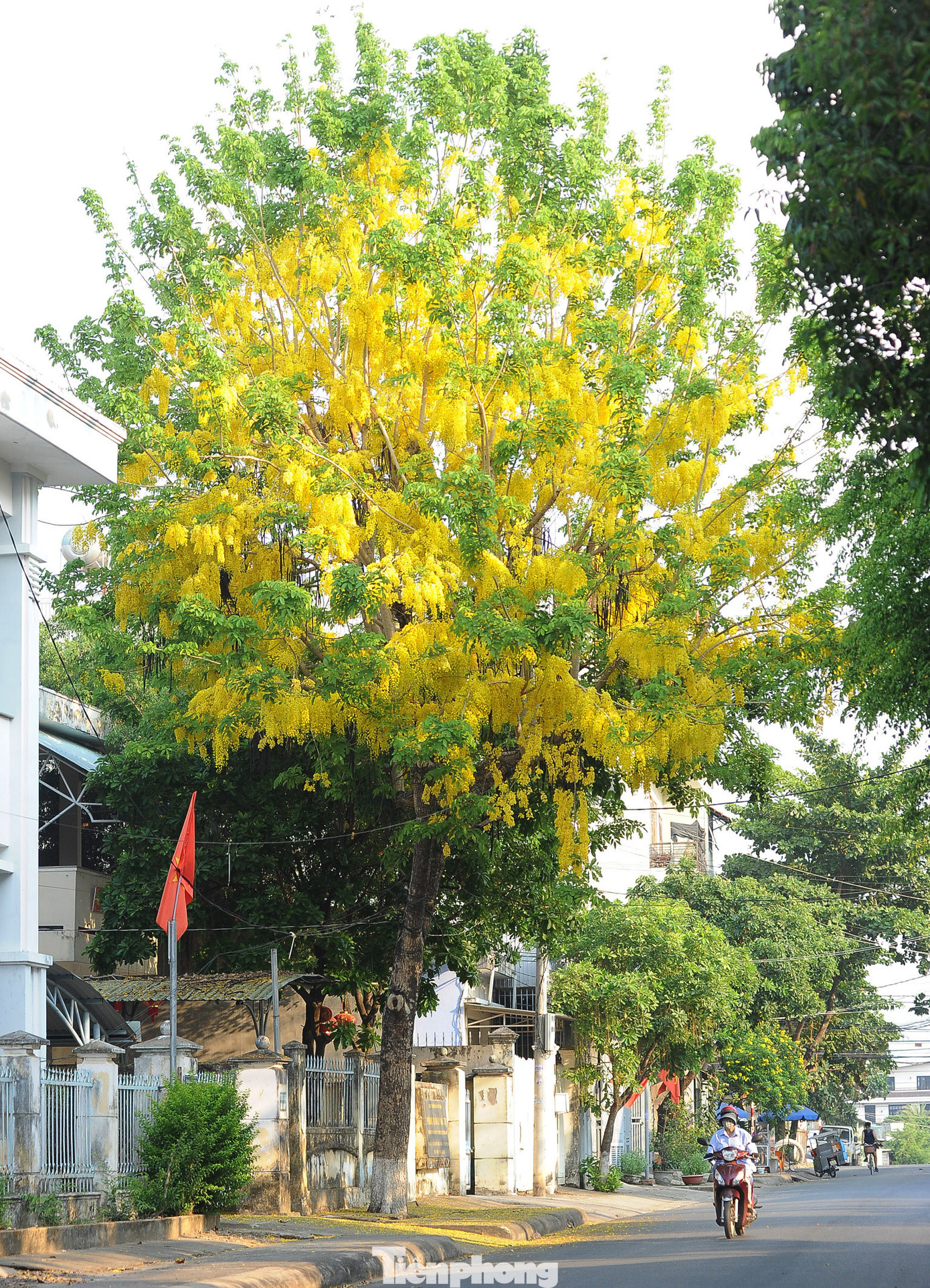 Theo tìm hiểu, hoa Hoàng Yến còn có các tên gọi khác như hoa muồng Hoàng hậu, mai nở muộn, lồng đèn, hoa Osaka vàng là quốc hoa của đất nước Thái Lan. Còn ở Việt Nam, nhiều tỉnh thành cũng có loài hoa này.