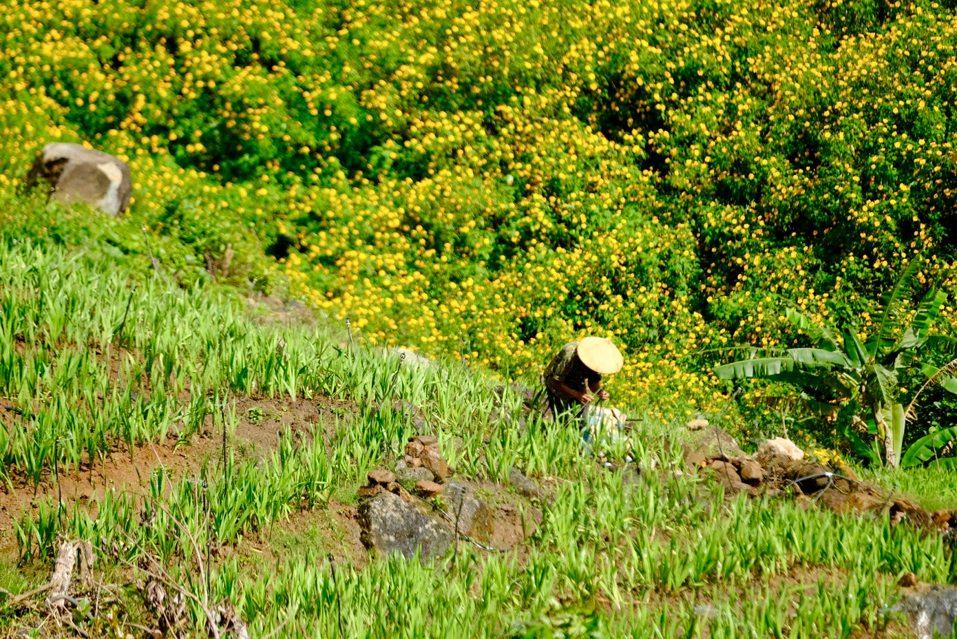 Với người dân Lâm Đồng, hoa dã quỳ nở báo hiệu sự chuyển giao giữa mùa mưa và mùa khô, khi người dân bắt đầu chuẩn bị cho các vụ mùa tiếp theo.