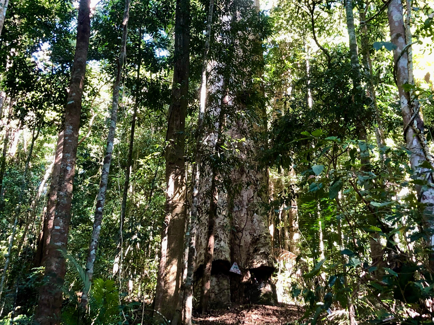 Vị trí cây cách làng Đăk Chờ khoảng 5km nhưng đường dốc đá nên chúng tôi phải di chuyển bằng xe máy chuyên dụng. Khi xe không thể đi tiếp, mọi người phải đi bộ, lội suối, vượt qua vài đoạn dốc núi dựng đứng.