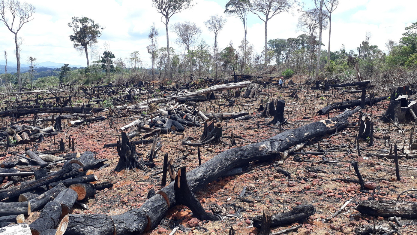 Một vụ phá rừng ở Kon Tum