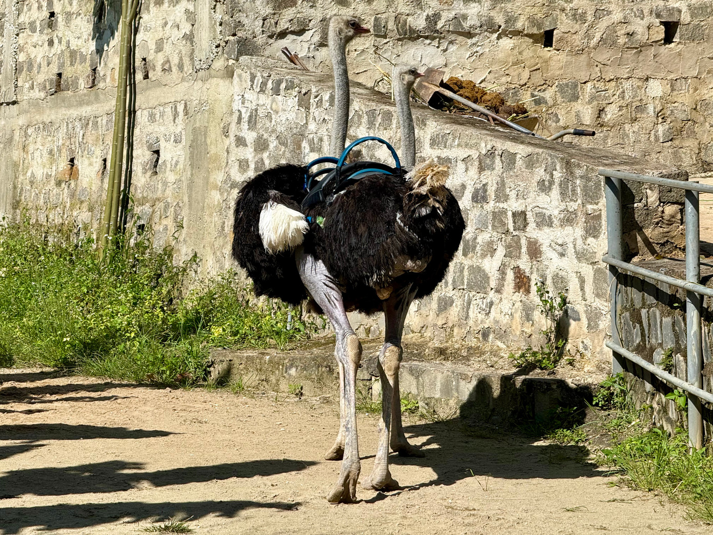 Hiện nay vườn thú này đang bảo tồn khoảng 1.000 cá thể các loại.