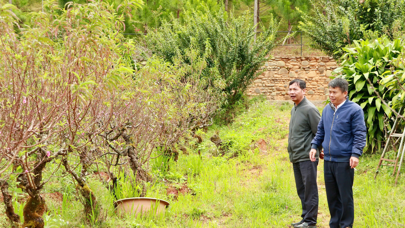 Ông Bùi Văn Sang - chủ vườn đào - cho biết, hiện vườn của gia đình rộng 5.000m2, trồng khoảng 700 cây đào các loại như Nhật Tân, đào thất thốn, đào phai...