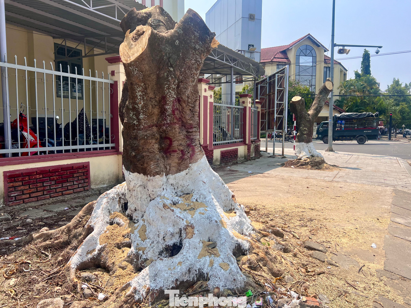 Theo chị Trần Thị Kim Huyền - hộ kinh doanh trên đường Lê Hồng Phong (phường Quang Trung), cây phượng trước quán đã gắn liền với chị được 20 năm. Có cây phượng, quán chị rất đông du khách, nhưng sau khi cây bị đốn hạ, khách cũng vơi đi vì quán lợp tôn nên rất nóng.