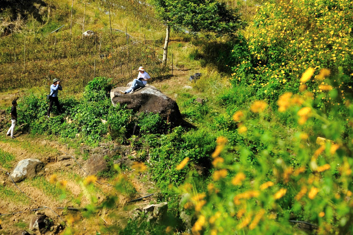 Lâu nay, hoa dã quỳ đã trở thành nguồn cảm hứng cho nhiều tác phẩm nghệ thuật, thơ ca và nhiếp ảnh về Đà Lạt.