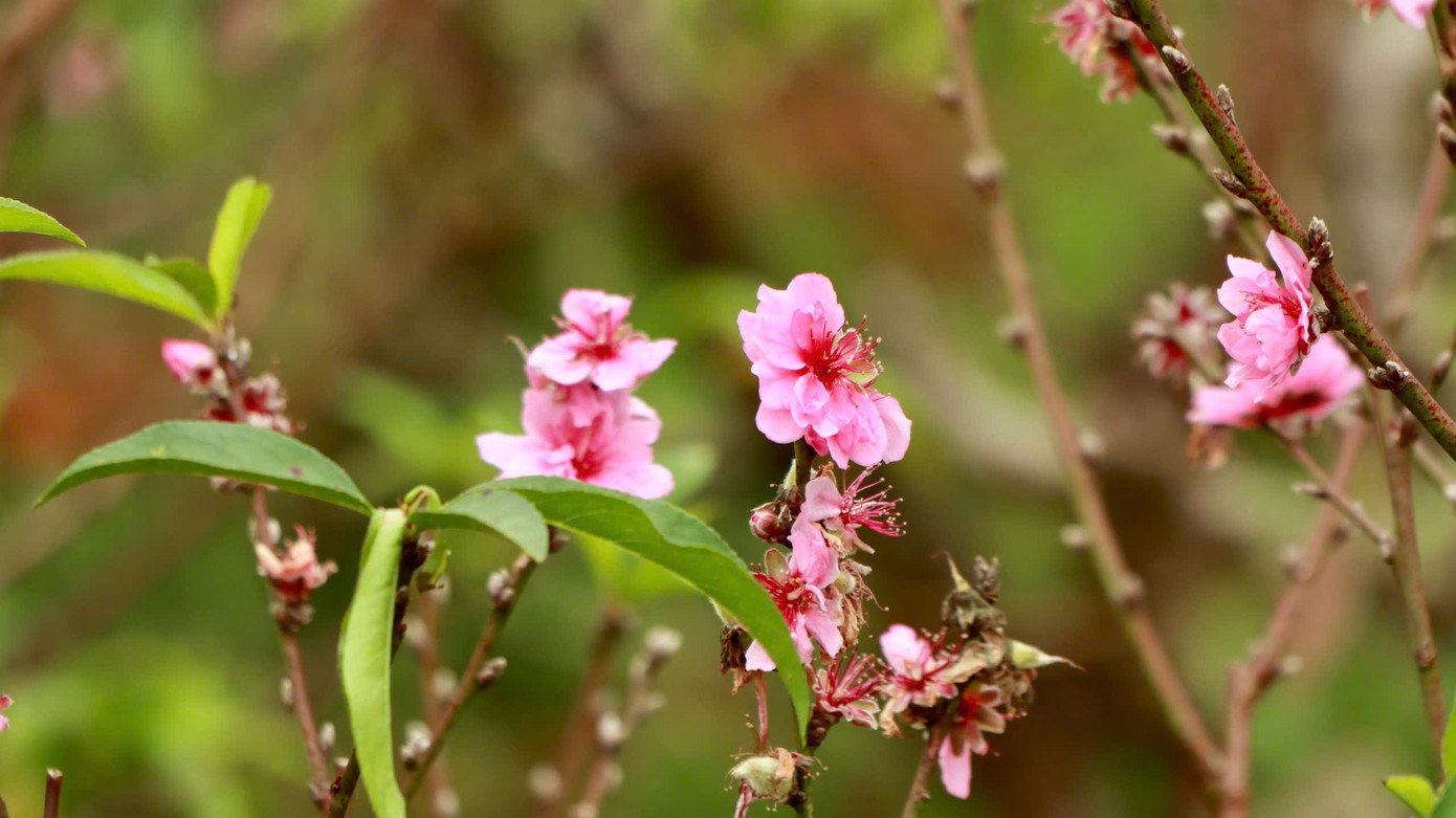 "Năm 2025, vườn đưa ra thị trường những gốc đào 3 màu. Điều đặc biệt, trên một cây đào sẽ có 2 màu hoa", ông Sang cho biết thêm.