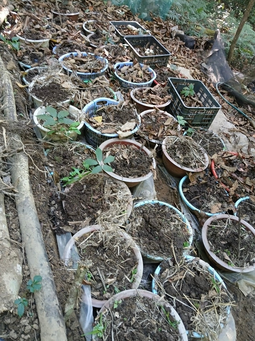 Hơn 800 cây sâm Ngọc Linh bị trộm có tuổi đời từ 4 đến 10 năm Hơn 800 cây sâm Ngọc Linh bị trộm có tuổi đời từ 4 đến 10 năm