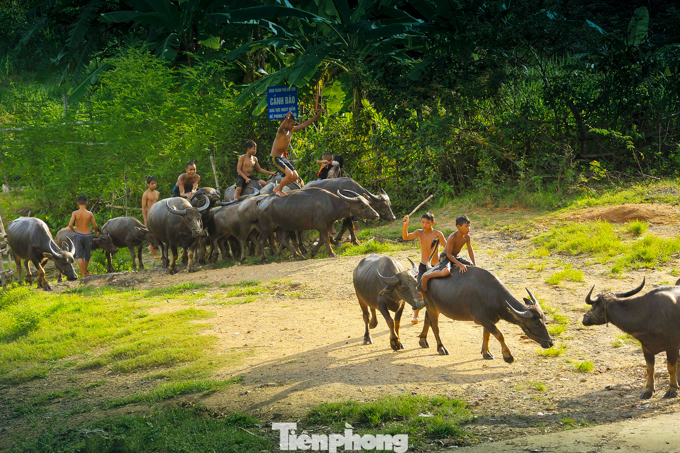 Được làm bạn với những chú trâu rong ruổi khắp cánh đồng.