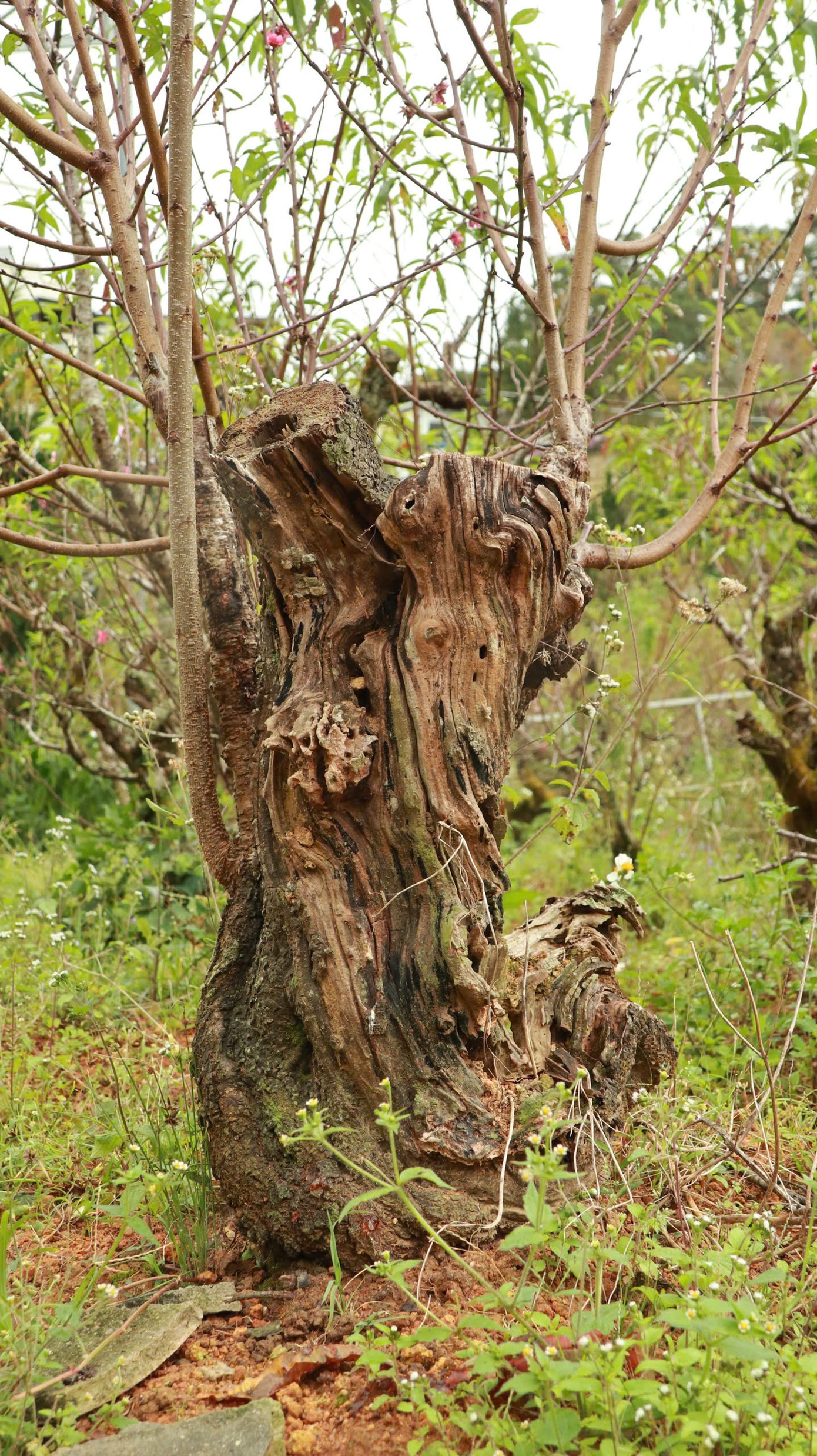 Một gốc đào cổ thụ khoảng 30 năm tuổi.