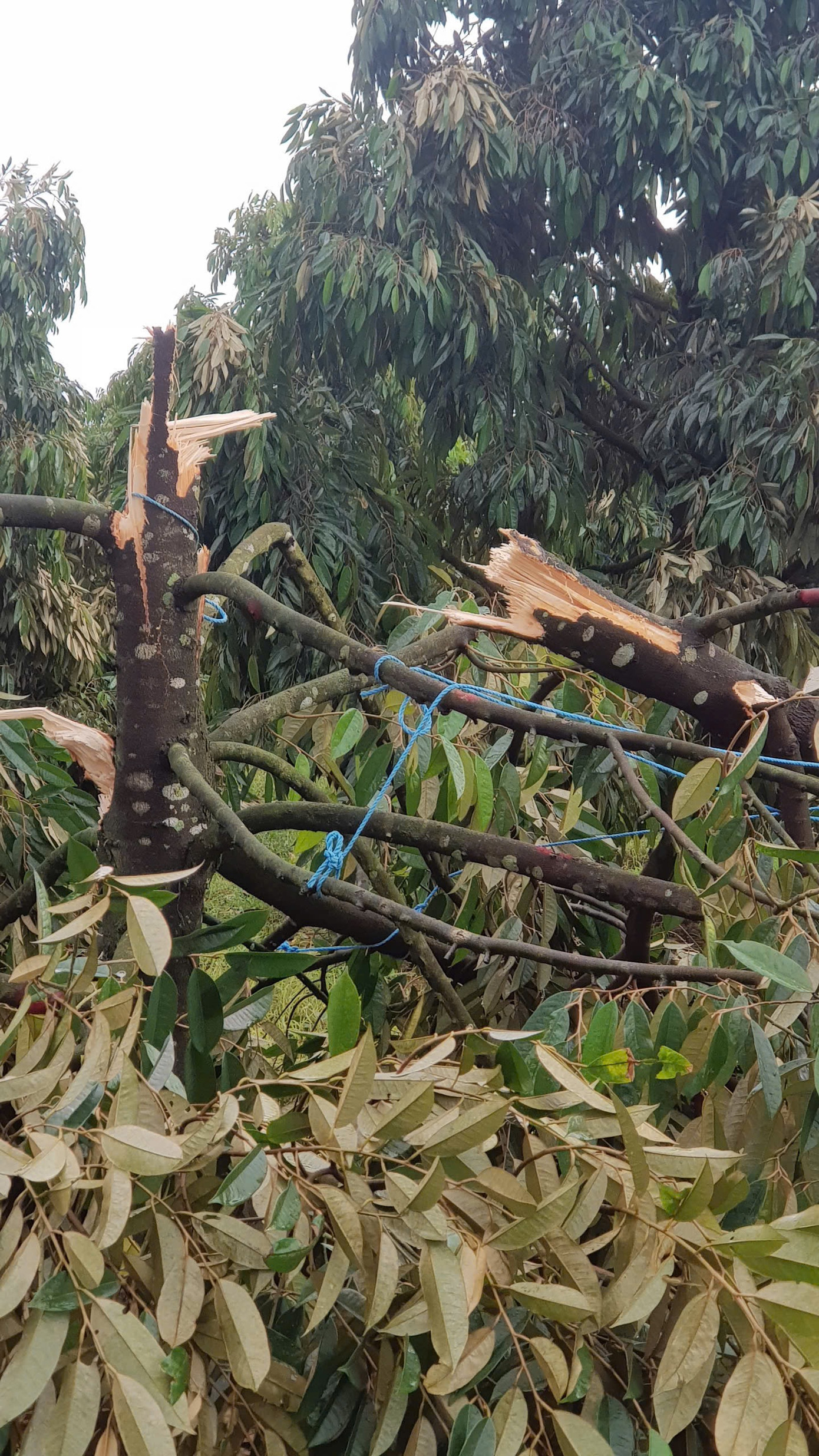 Hơn 200 cây sầu riêng trong thời kỳ kinh doanh bị bật gốc, gãy đổ Hơn 200 cây sầu riêng trong thời kỳ kinh doanh bị bật gốc, gãy đổ