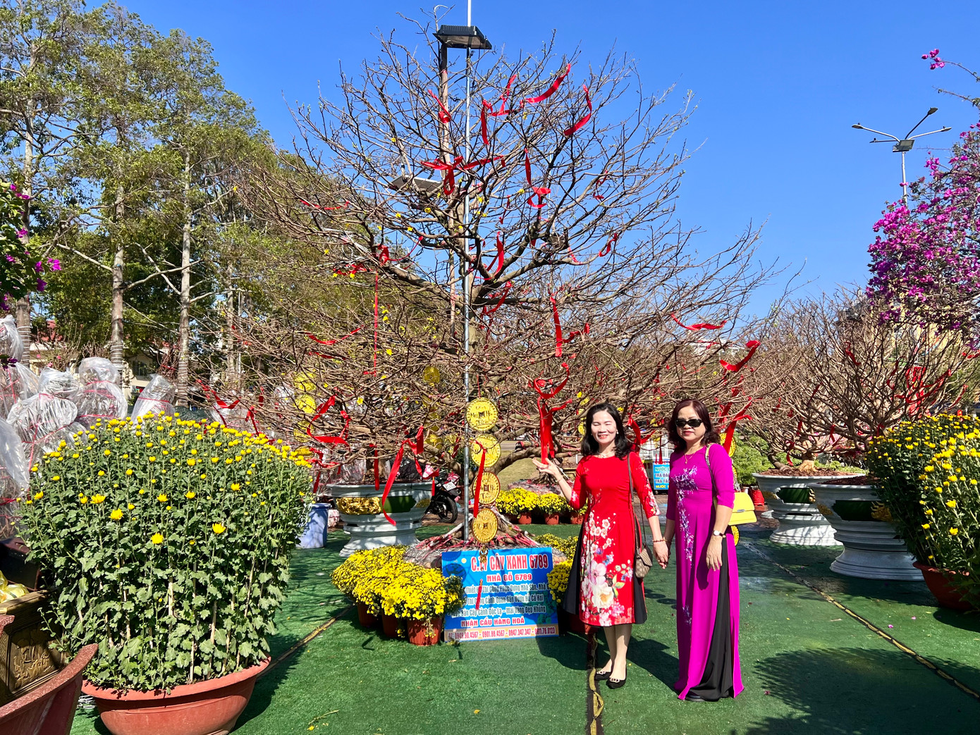 Cây mai "khủng" có tuổi đời 60 năm đang thu hút hàng trăm lượt du khách đến tham quan, chụp ảnh.